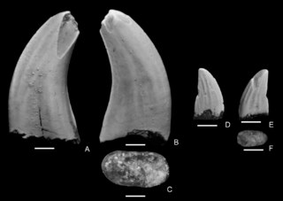 <i>Paronychodon</i> Extinct genus of dinosaurs