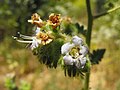 Phacelia ramosissima