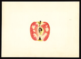 Surprise (apple) Apple cultivar