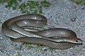 Psammophis mossambicus