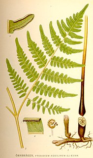 Bracken genus of plants, the Brackens