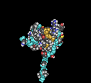 <span class="mw-page-title-main">Mothers against decapentaplegic homolog 7</span> Protein-coding gene in the species Homo sapiens