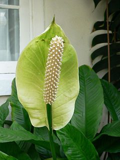 (Spathiphyllum floribundum)