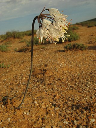 <i>Strumaria truncata</i> Species of flowering plant