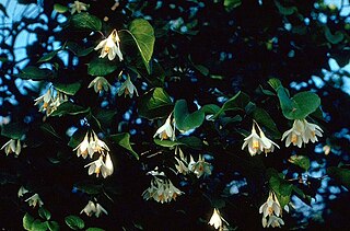 <i>Styrax</i> Genus of plants