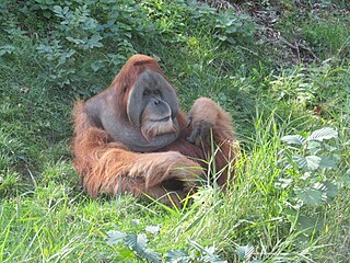 <span class="mw-page-title-main">Sumatran orangutan</span> Species of ape