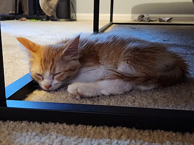 Tater Tot sleeping under a bed.