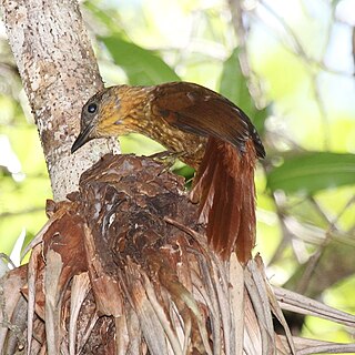 <span class="mw-page-title-main">Streak-breasted treehunter</span> Species of bird