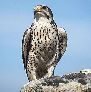 Prairie falcon Species of bird