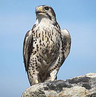 <span class="mw-page-title-main">Prairie falcon</span> Species of bird