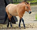 Pržewalskiniň aty (Equus ferus przewalskii)