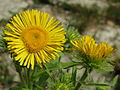 Inula britannica