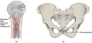 <span class="mw-page-title-main">Cartilaginous joint</span> Bodily joint connected entirely by cartilage