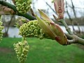 Flower buds. Springfield, Oregon