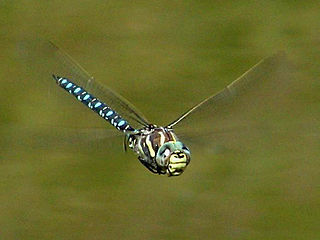 <span class="mw-page-title-main">Odonata</span> Order of insects that includes the dragonflies and damselflies