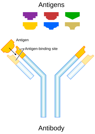 <span class="mw-page-title-main">Monoclonal antibody therapy</span> Form of immunotherapy