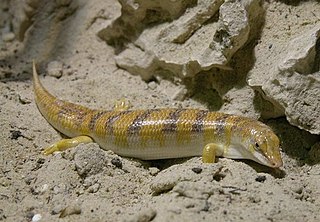 <i>Scincus</i> Genus of lizards