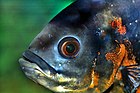 Astronotus ocellatus - closeup (aka).jpg