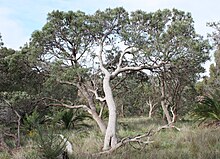 Un grand arbre avec un tronc gris clair ondulé dans un paysage de broussailles sèches.