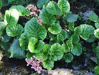 <i>Bergenia crassifolia</i> Species of flowering plant