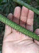 Spines on the leaf sheath