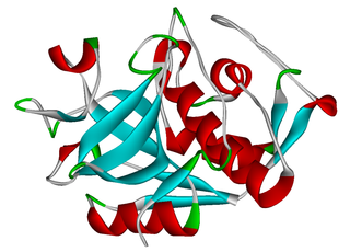 <span class="mw-page-title-main">Cathepsin</span> Family of proteases