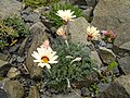 Rhodanthemum catananche