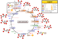 Cycle de l'acide citrique (cycle de Krebs)- citric acid cycle (originale)