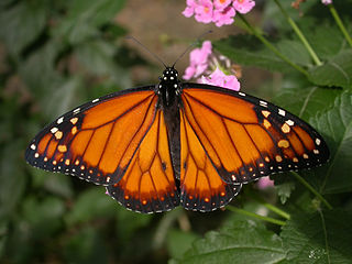 <i>Danaus erippus</i> Species of butterfly