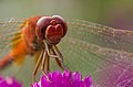 Image 31Numerous species of Dragonflies are native in Bangladesh. The pictured specimen was photographed at Baldha Garden, Dhaka. Photo Credit: Azim Khan Ronnie