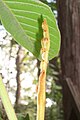 New leaf spike under a mature leaflet, of Diploglottis australis