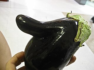 <span class="mw-page-title-main">Unusually shaped fruits and vegetables</span> Plant not in line with its normal body plan