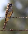 Empidonomus varius (cat.) Empidonomus (cat.)