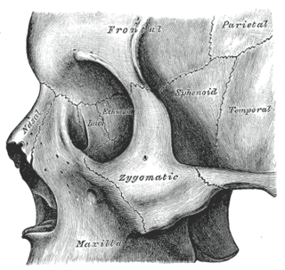 Zygomatic bone Facial bone