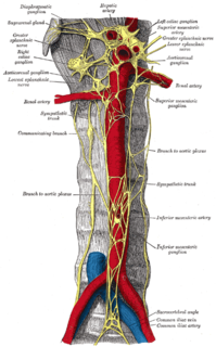 Sympathetic trunk paired bundle of nerve fibers that run from the base of the skull to the coccyx