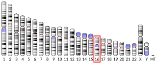 <span class="mw-page-title-main">COQ7</span> Protein-coding gene in the species Homo sapiens