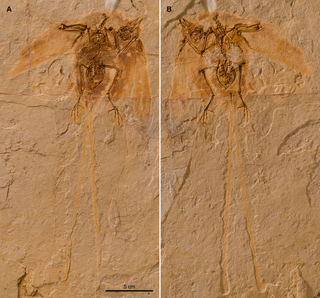 <span class="mw-page-title-main">Ornithothoraces</span> Clade of dinosaurs