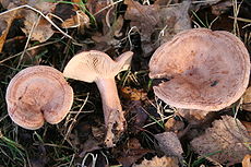 Piengrybis paąžuolis (Lactarius quietus)