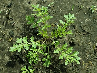 <span class="mw-page-title-main">Garden cress</span> Species of edible herb