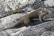 Brown mongoose on rocks