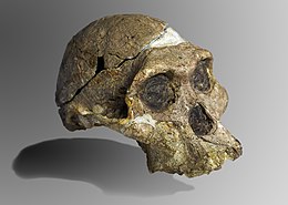 (Australopithecus africanus)