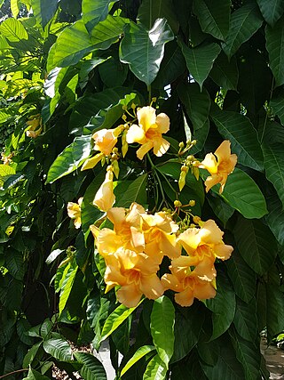 <i>Odontadenia</i> Genus of flowering plants