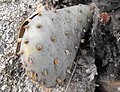 Opuntia basilaris var. brachyclada