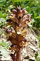 Orobanche reticulata