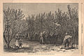 Image 27Picking Peaches in Delaware, an illustration in an 1878 issue of Harper's Weekly (from Delaware)