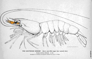 <span class="mw-page-title-main">Decapod anatomy</span> Entire structure of a decapod crustacean