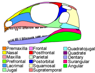 <span class="mw-page-title-main">Diapsid</span> Clade of reptiles with two holes in each side of their skulls