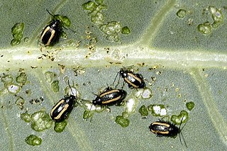 <span class="mw-page-title-main">Flea beetle</span> Tribe of small jumping beetles