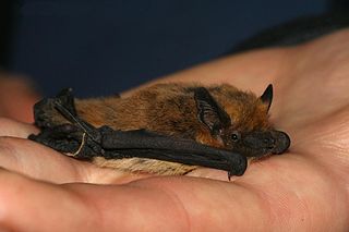 <span class="mw-page-title-main">Kuhl's pipistrelle</span> Species of bat