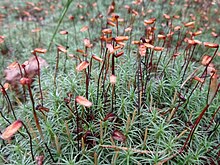 Mýrhaddur (Polytrichum commune Hedw.)